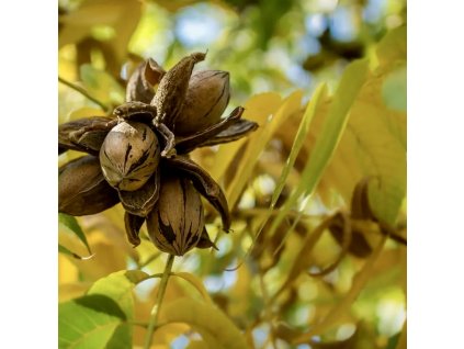 Ořechovec dřípatý × pekanový lat. Carya laciniosa × illinoinensis mrazuvzdorný hybrid s chutnými plody