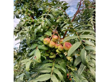 Jeřáb oskeruše lat. Sorbus domestica ovocný strom s jedlými plody
