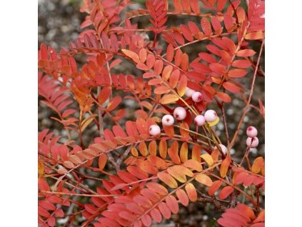 Jeřáb Vilmorinův lat. Sorbus vilmorinii vzácný okrasný strom