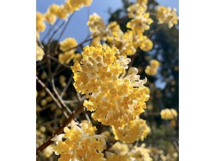 edgevortie lat. Edgeworthia chrysantha syn. papírový strom 30-50 Cm