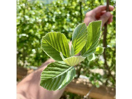 Jeřáb chlumní lat. Sorbus collina