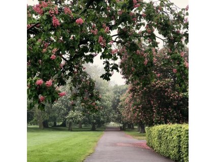 jírovec červený lat. Aesculus x carnea