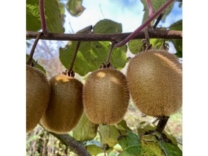 Aktinidie lahodná lat. Actinidia chinensis var. deliciosa syn. kiwi chlupaté, kiwi lahodné, kiwi