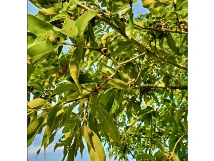 Dub celokrajný lat. Quercus imbricaria  s celokrajnými listy – méně známý americký druh