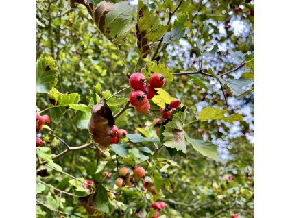 Hloh pýřitolistý lat. Crataegus submollis syn. Quebecký hloh  malý strom s jedlými plody
