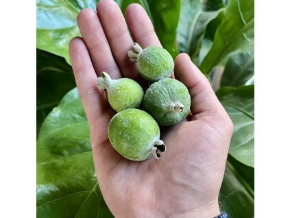 Fejchoa ovocná lat. Feijoa sellowiana  Stálezelený keř s jedlými plody