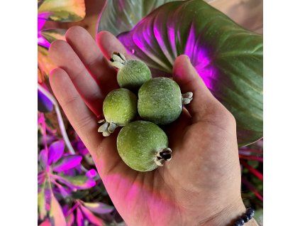 Fejchoa (feijoa, Acca) - plody