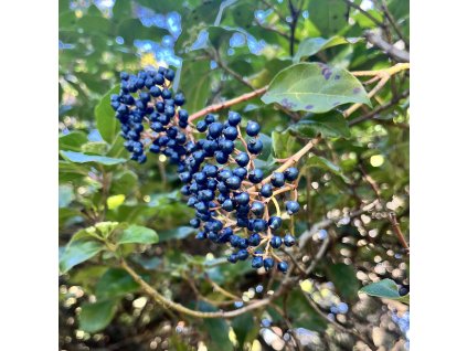 Kalina modroplodá lat. Viburnum tinus