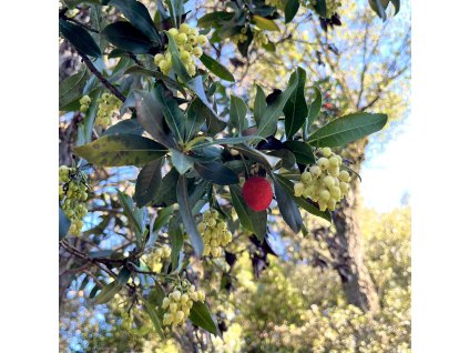 planika obecná lat. Arbutus unedo  stálezelený keř s jedlými červenými plody
