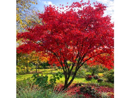 999E5C96 2A65 46ED A74E E7153F99AEED