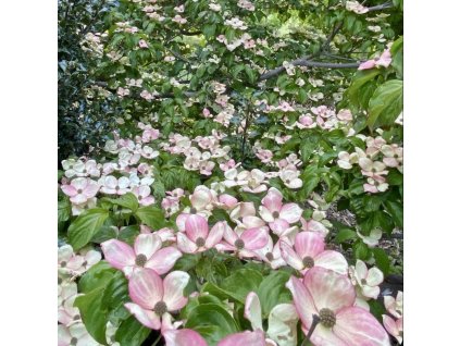 dřín japonský ´Pink Tetra´ lat. Cornus kousa  kompaktní růžově kvetoucí dřín do menší zahrady
