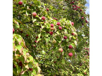 dřín japonský ´Venus´ lat. Cornus kousa  velkokvětý kultivar s jedlými plody