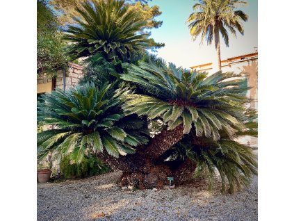 Exotická solitéra Cycas revoluta – symetrická kruhová koruna listů, letitá rostlina v botanické zahradě v Pise