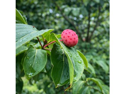 Plod dřínu japonského Cornus kousa ‘Satomi’ na větvi s lesklými zelenými listy