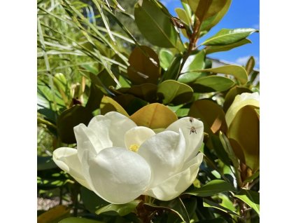 Magnolie velkokvětá 'FRANCOIS TREYVE' lat. Magnolia grandiflora  Habitusem užší stálezelená magnolie