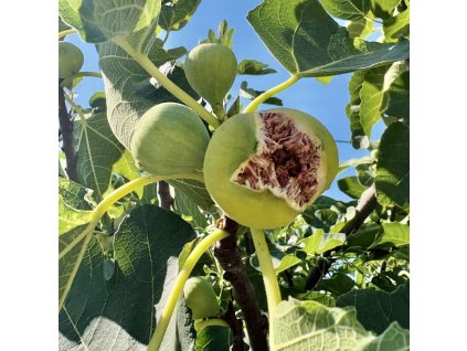 Plody fíkovníku Bornholm’s Diamant na větvi