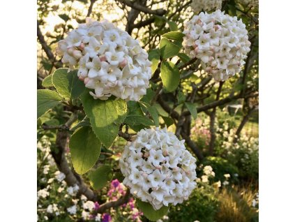 kalina Carlesiova lat. Viburnum carlesii