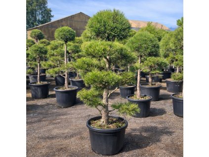Borovice černá ‘pompon’ - nabízený exemplář