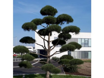 borovice černá ´Pompon´ (tvarovaná) lat. Pinus nigra ssp. nigra (austriaca)  tvarovaná zahradní bonsaj z odolné borovice