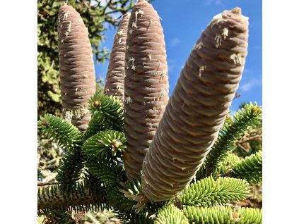 Jedle španělská lat. Abies pinsapo  pomalu rostoucí jedle pro slunná a suchá místa