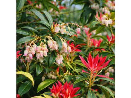 984D6069 A2A1 43AD 833C 38CC9CBE5D59