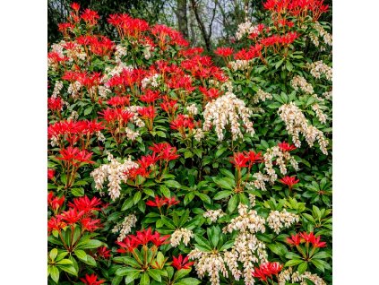 Pieris japonica Mountain Fire – keř s červeným rašením a bílými květy