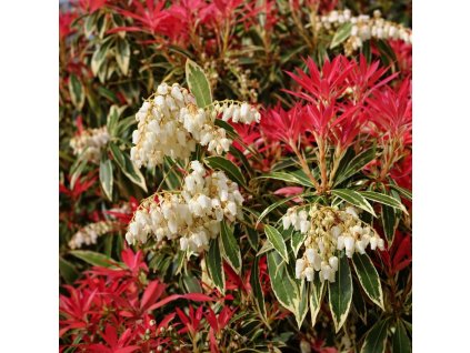 Pieris japonica ‘Variegata’ – panašované listy, červené přírůstky a bílé květy na jaře