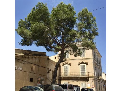 borovice halepská lat. Pinus halepensis  středomořská borovice pro chráněná stanoviště nebo nádoby