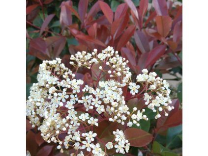 blýskavka Fraserova ´Super Red´ lat. Photinia fraseri  stálezelený keř s výrazně červenými mladými listy