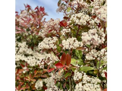 blýskavka Fraserova ´Nana´ lat. Photinia fraseri  kompaktní stálezelený keř s červeným rašením