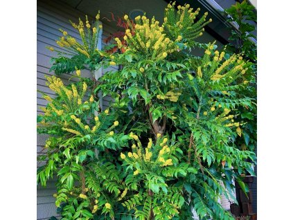 Mahonie střední Charity – stálezelený keř s bohatým zimním kvetením