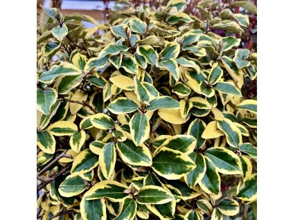 hlošina Ebbingeova ´Vivilegh´ lat. Elaeagnus x ebbingei  odolný stálezelený keř s jedlými plody