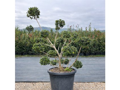 1C8D956D CDA0 43F8 8697 FB8275C69D82