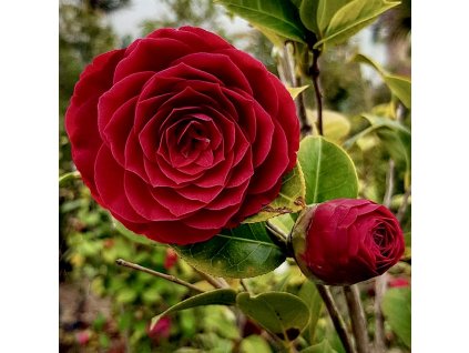 kamélie japonská ´Black Lace´ lat. Camelia japonica  stálezelená kamélie s velmi tmavými plnými květy