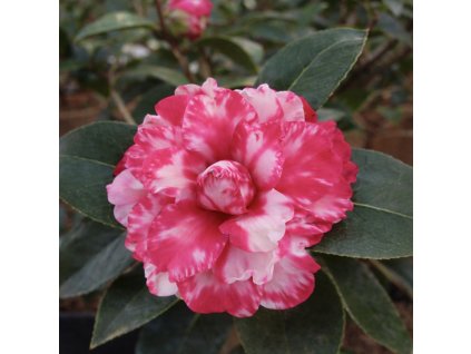 Kamélie japonská – detail panašovaného růžovo-bílého květu