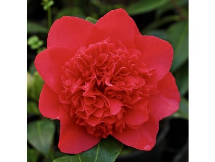 Detail plného červeného květu kamélie Dolly Dear s vrstvenými okvětními lístky