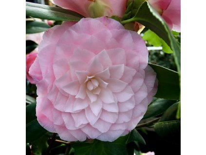 Detail plného světle růžového květu kamélie Nuccio’s Pearl