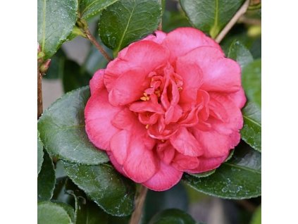 Detail růžově červeného květu kamélie sasanqua Bonanza