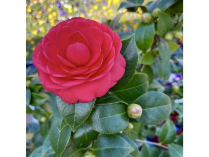 Polorozvitý květ kamélie sasanqua F. Rosso na keři