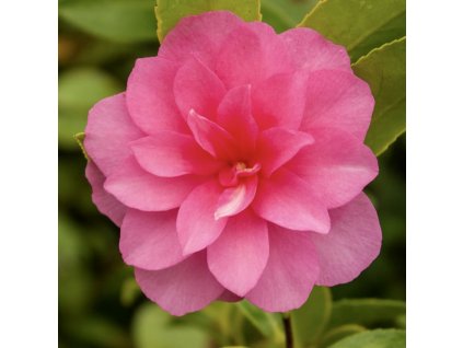 Detail růžového květu kamélie sasanqua Snowa-no-sakae