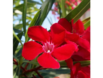 Červený květ oleandru Nerium oleander ‚Rosso‘ – detail květu s tmavě zelenými listy