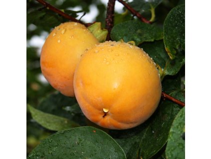 04285CD6 3B06 4BCD A633 5E2DB11ACA97