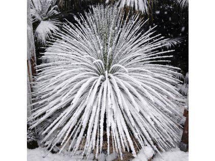 Dasylirion longissimum pod sněhem – mrazuvzdorná suchomilná rostlina