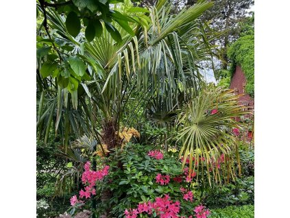 Trachycarpus fortunei v exotické zahradě a pěstitele z Německa.