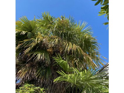 Trachykarpus žíněný lat. Trachycarpus fortunei syn. Drsnoplod Fortuneův, konopná palma  odolná palma i pro chladnější oblasti