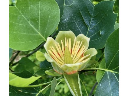Lyriodendron tulipifera 5