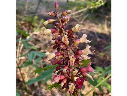 Jírovec Bushův lat. Aesculus × bushii (syn. A. × mississippiensis)  sběratelský americký jírovec odolný proti skvrnitosti