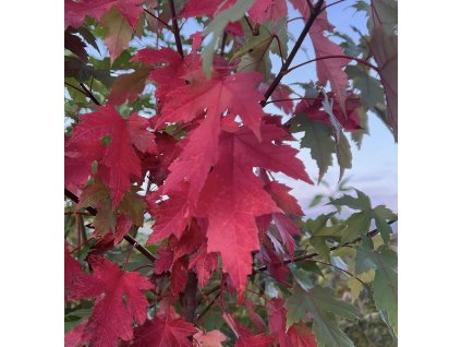 Acer freemanii
