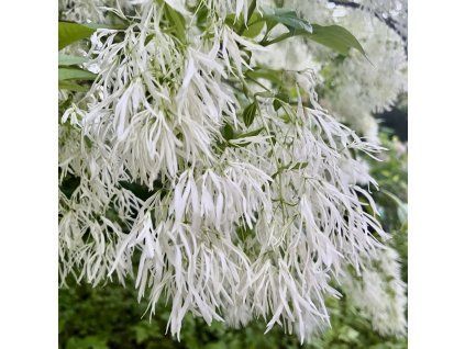 Běláš v květu - Chionanthus virginicus