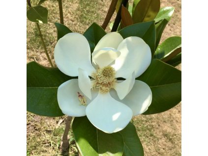 magnolia le nantais 3